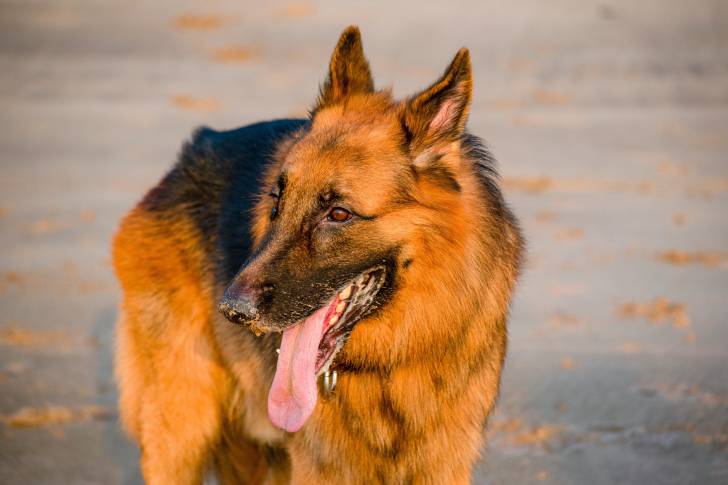 Photo Berger Allemand