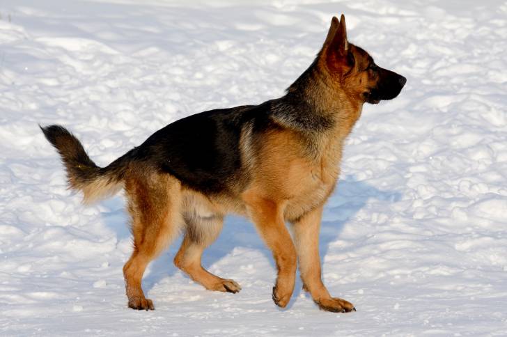 Photo Berger Allemand