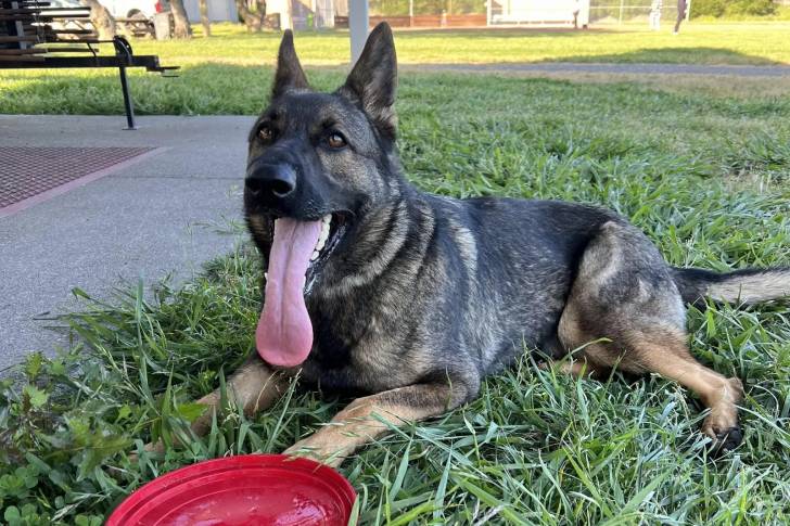 Un Berger Allemand allongé sur un terrain herbeux et ayant la langue pendante 