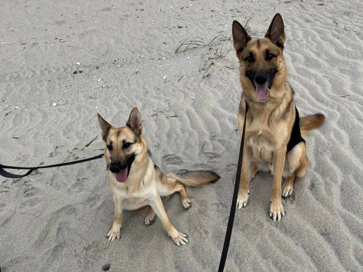 Deux Berger Allemand assis sur une surface sableuse et qui sont tous deux tenus en laisse 