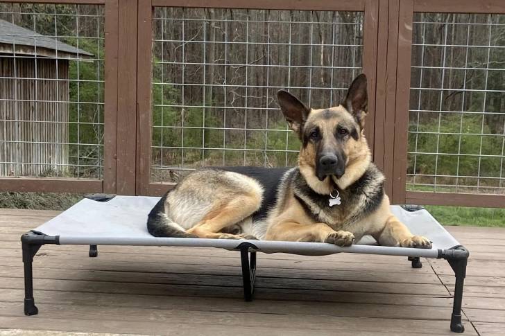 Un Berger Allemand allongé sur un lit pour chien et portant un collier autour du cou