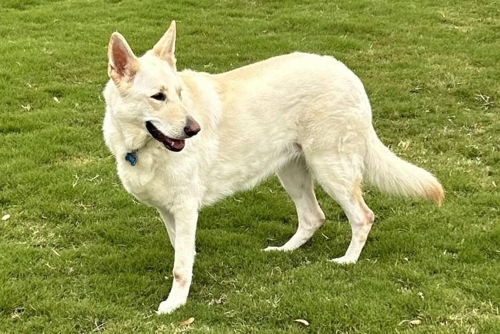 Un Berger Allemand sur un terrain herbeux et portant un collier autour du cou