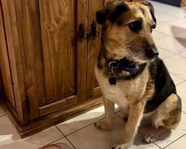 Un Berger Allemand assis sur un sol carrelé et portant un collier autour du cou