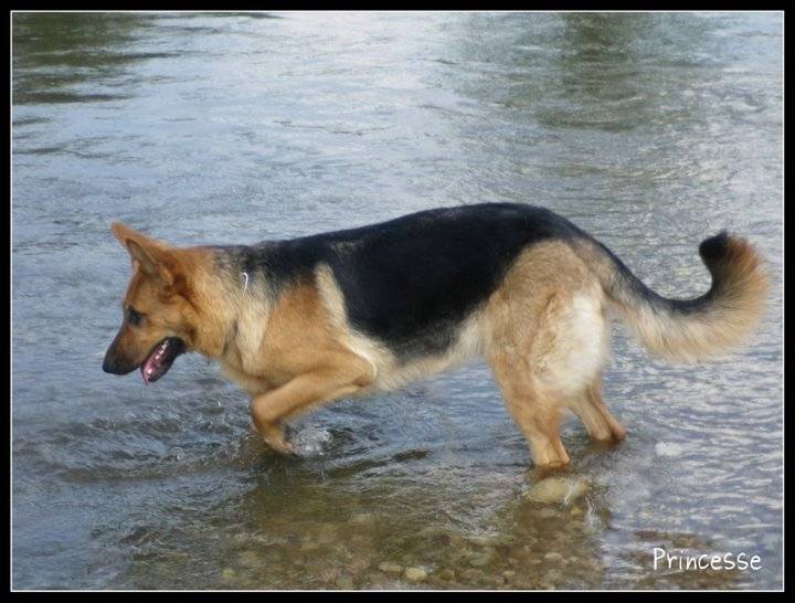 Princesse - Berger Allemand Femelle (1 an)