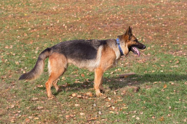 Un Berger allemand sur une surface herbacée et tirant la langue