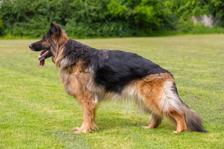 Un Berger Allemand sur une pelouse verte