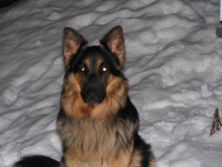 Gamin - Berger Allemand Mâle (10 ans)