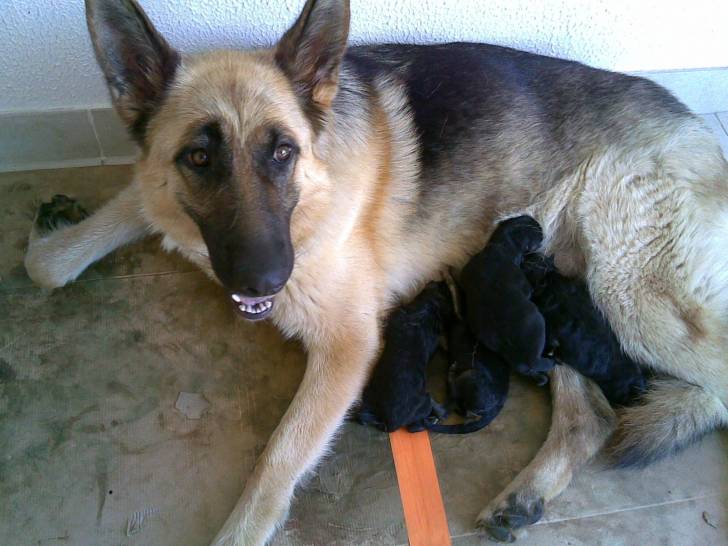 baya - Berger Allemand Femelle (5 ans)