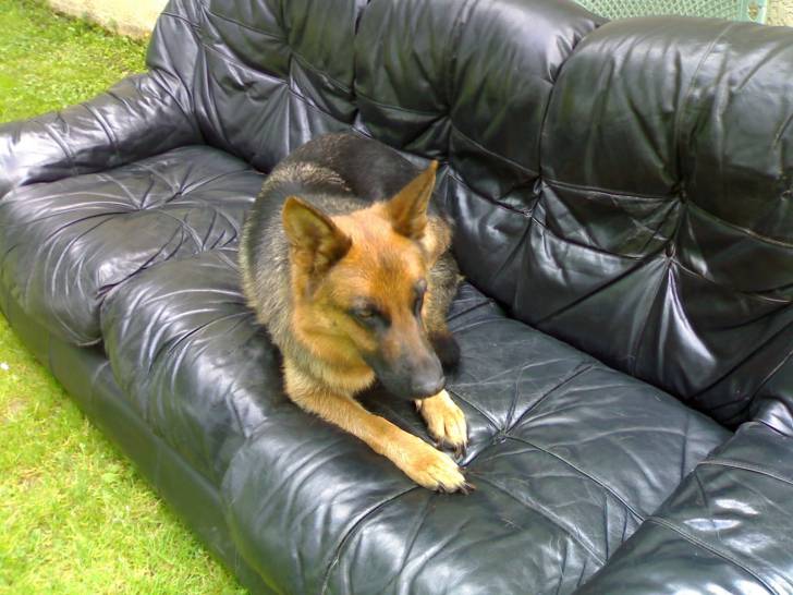 Beauty - Berger Allemand Femelle (5 ans)