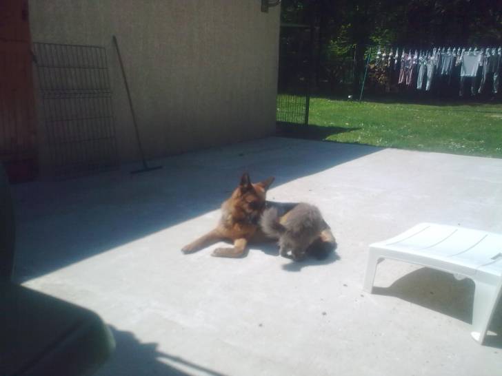 Beauty & Blue Star - Berger Allemand Femelle (4 ans)