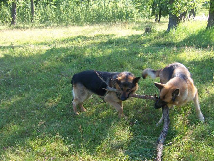 Malta et Spyke - Berger Allemand