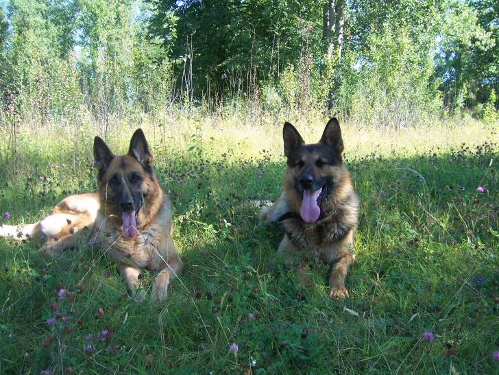 Malta et Spyke - Berger Allemand