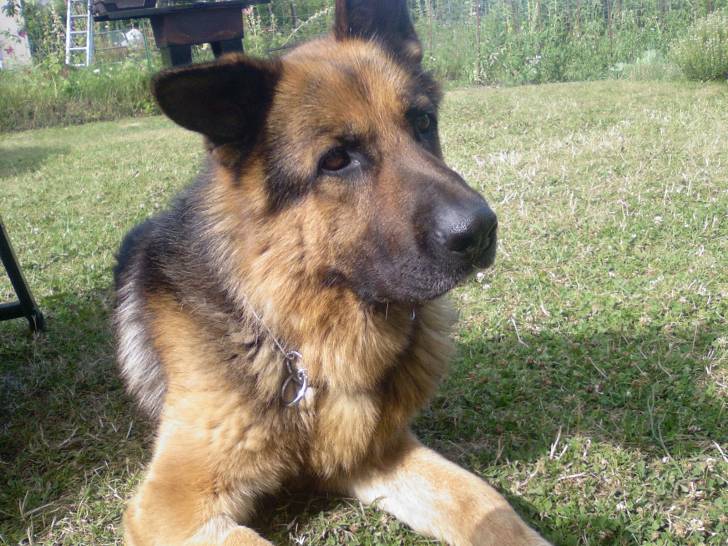 Funcky - Berger Allemand Mâle (7 ans)