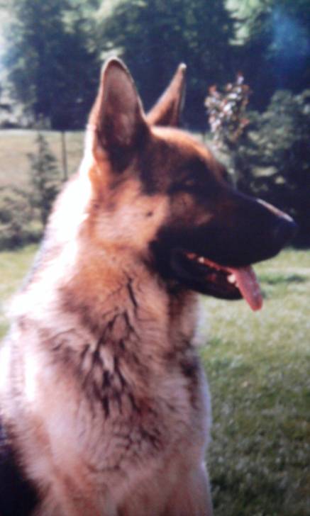 Justys - Berger Allemand Mâle (2 ans)