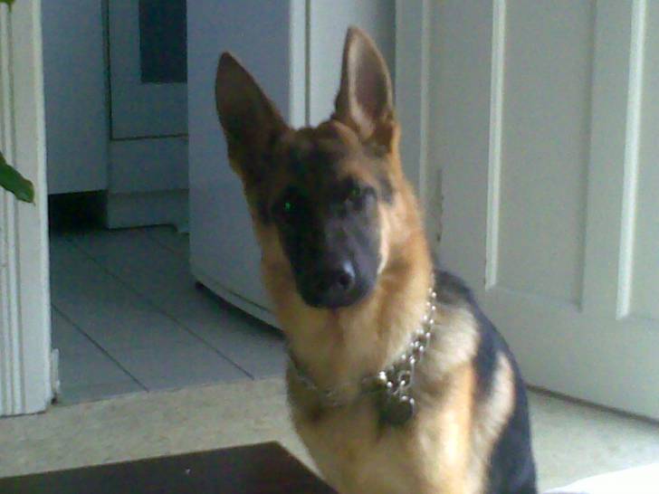 ferrero - Berger Allemand Mâle (2 ans)