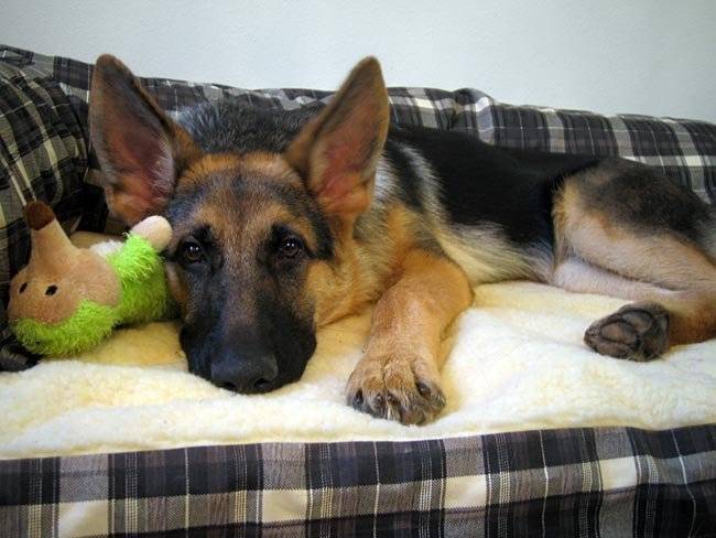Delgado - Berger Allemand Mâle (3 ans)