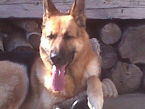 zeus - Berger Allemand Mâle (7 ans)