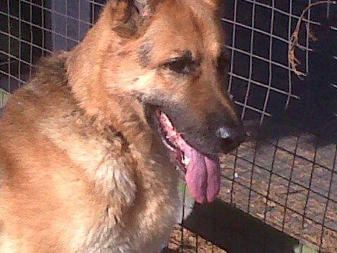 luv u zeus - Berger Allemand Mâle (7 ans)