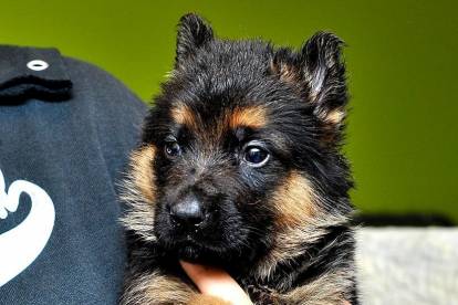 Un chiot Berger Allemand vu de près