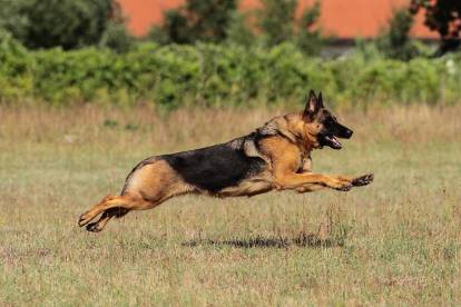 Un Berger Allemand qui court dans l'herbe