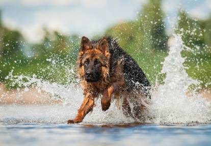 Un Berger Allemand court dans l'eau d'une rivière