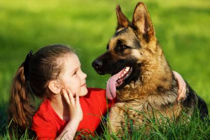 Un Berger Allemand allongé et caressé par une enfant 