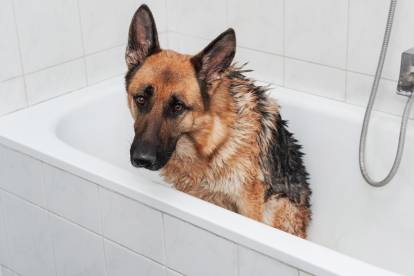 Un Berger Allemand qui prend son bain dans une baignoire