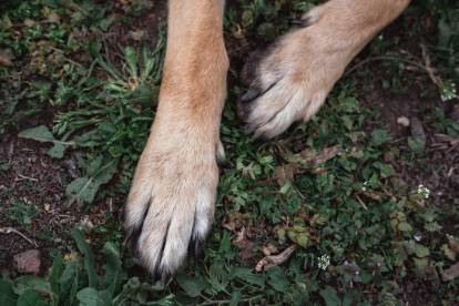 Les Pattes d'un Berger Allemand