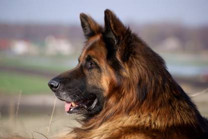 Tête d'un Berger Allemand