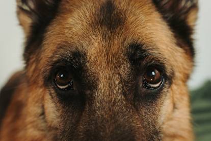  Les yeux d'un Berger Allemand