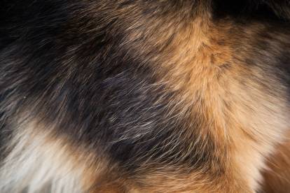 Pelage d'un Berger Allemand