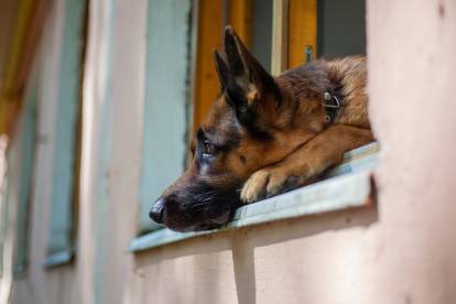 Un Berger Allemand regardant par la fenêtre d'une maison