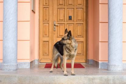Un Berger Allemand montant la garde devant une maison