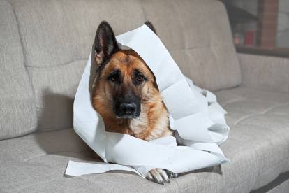 Un Berger Allemand allongé sur le sofa et enveloppé de papier toilette