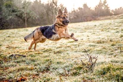 Un Berger Allemand courant sur un terrain herbeux