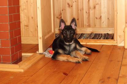 Un chiot berger allemand allongé sur un parquet à l'intérieur d'une maison aux murs en bois.