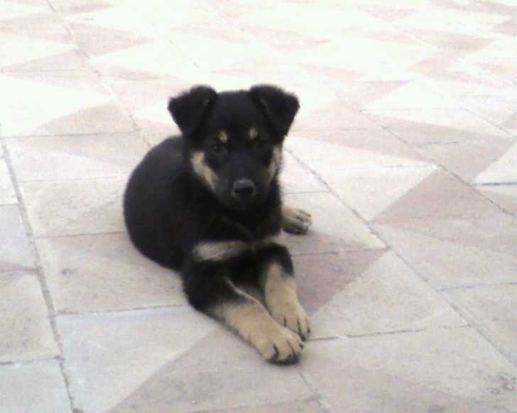 laxe - Berger Allemand Mâle (2 mois)