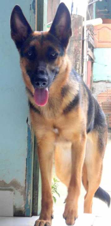 Pérola - Berger Allemand Femelle (2 ans)