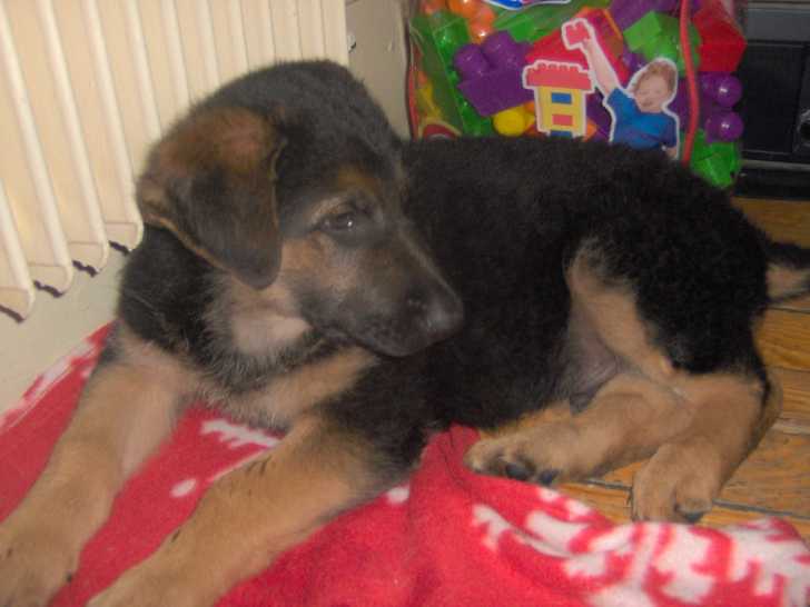 Furio - Berger Allemand Mâle (2 mois)