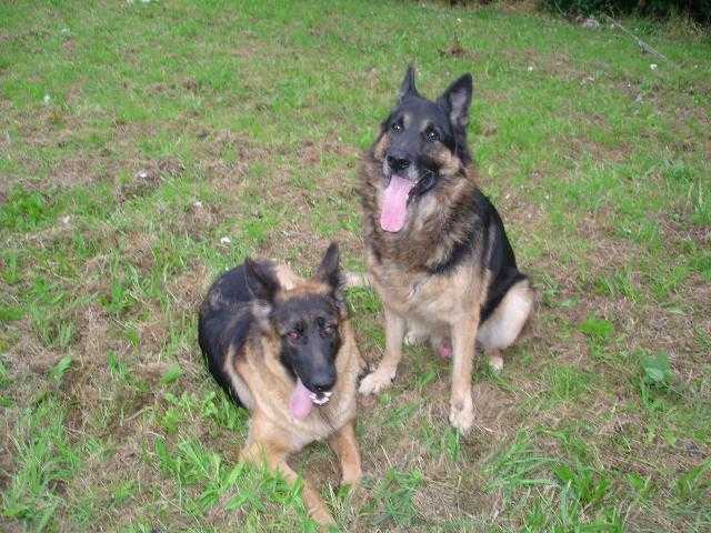 berger allemand - Berger Allemand