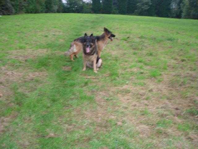 berger allemand - Berger Allemand