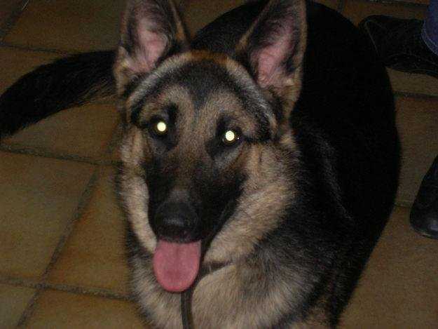 Zéphina - Berger Allemand Femelle (3 ans)