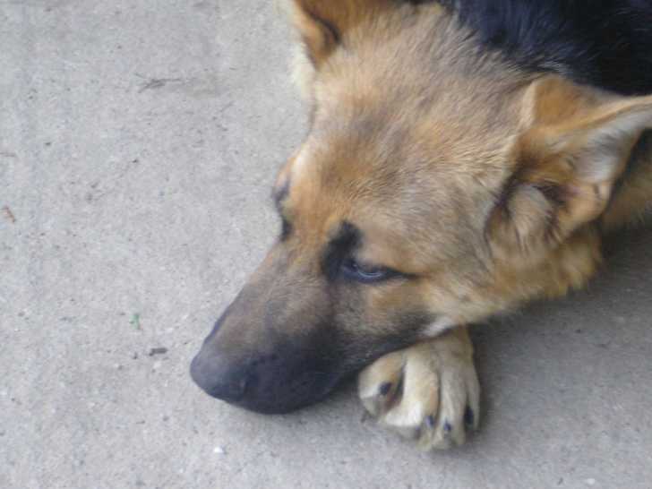 Elly . - Berger Allemand Femelle (1 an)