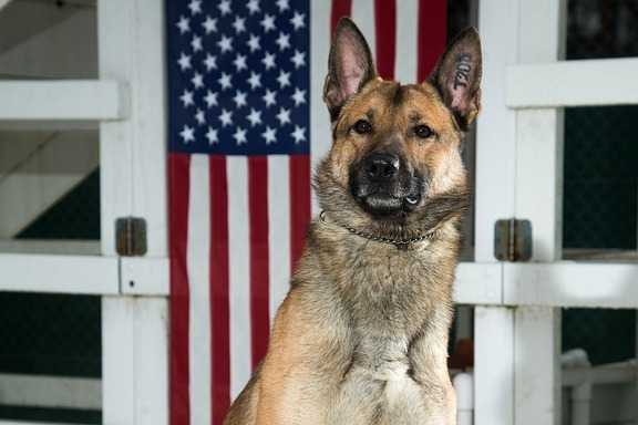 Le Berger allemand - Berger Allemand