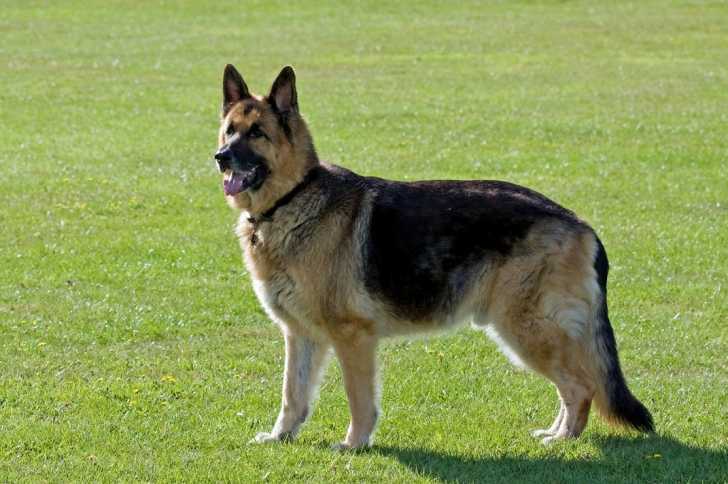 Un Berger Allemand sur du gazon