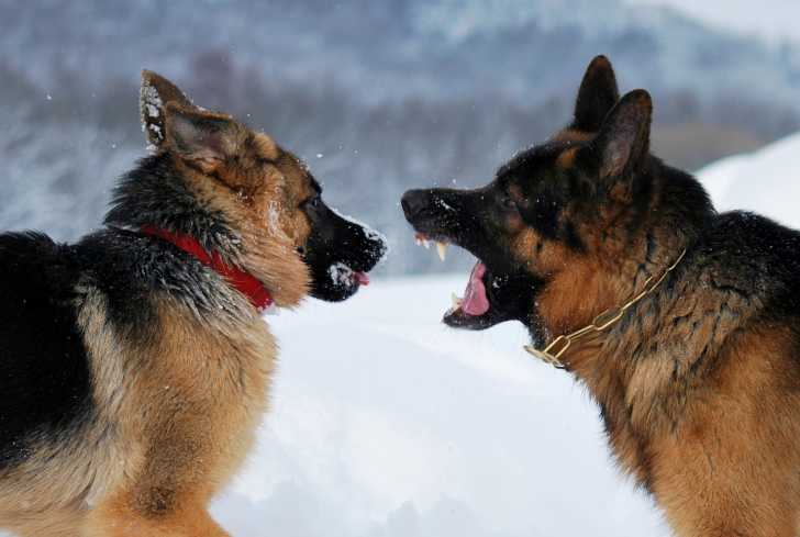 Photo Berger Allemand