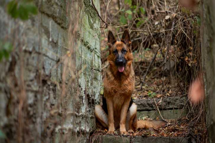 Un Berger Allemand assis sur un vieil escalier abandonné