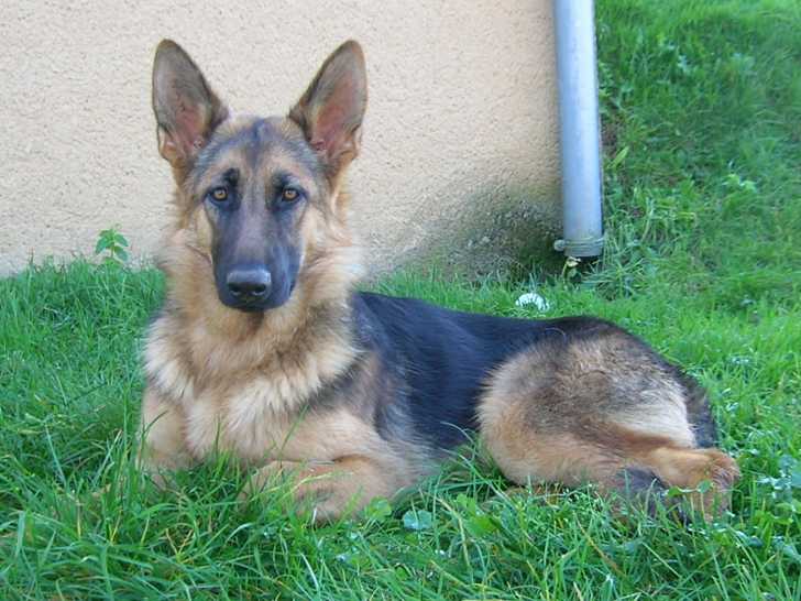 Braise chiot - Berger Allemand Femelle (5 mois)