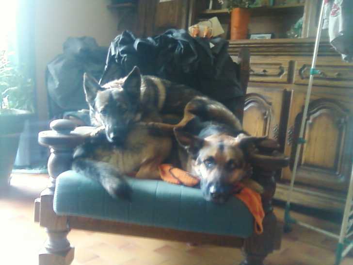 mumu - Berger Allemand