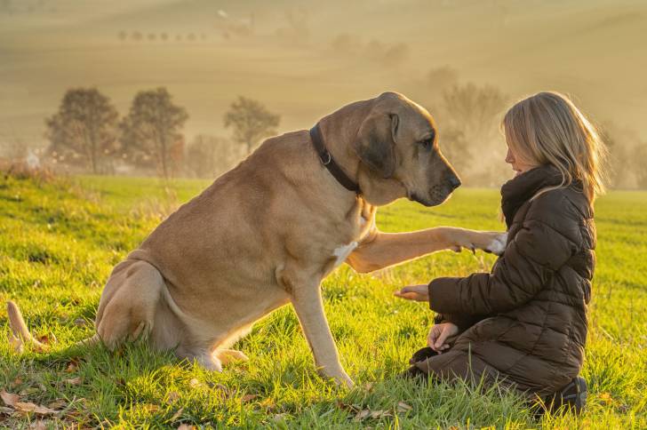 Une femme et son Broholmer assis dans l'herbe